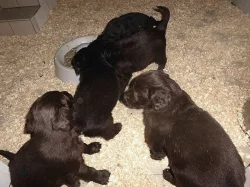 Flat Coated Retriever