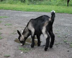Prodám kozla - kůzle