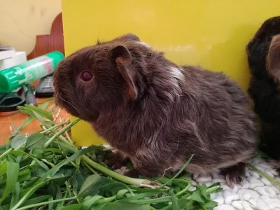 Morčátka TEXEL dlouhosrsté plemeno