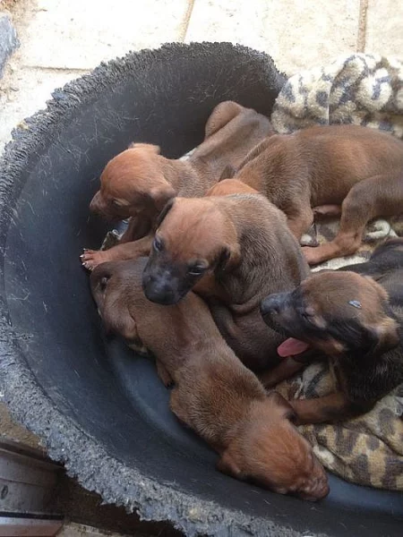 Rhodéský Ridgeback štěňata s pp