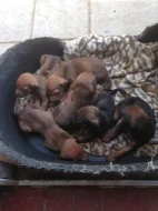 Rhodéský Ridgeback štěňata s pp