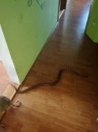Samec Hroznýšovce Duhového