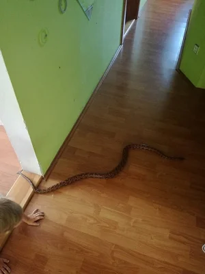 Samec Hroznýšovce Duhového