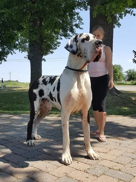 Německá doga štěňata