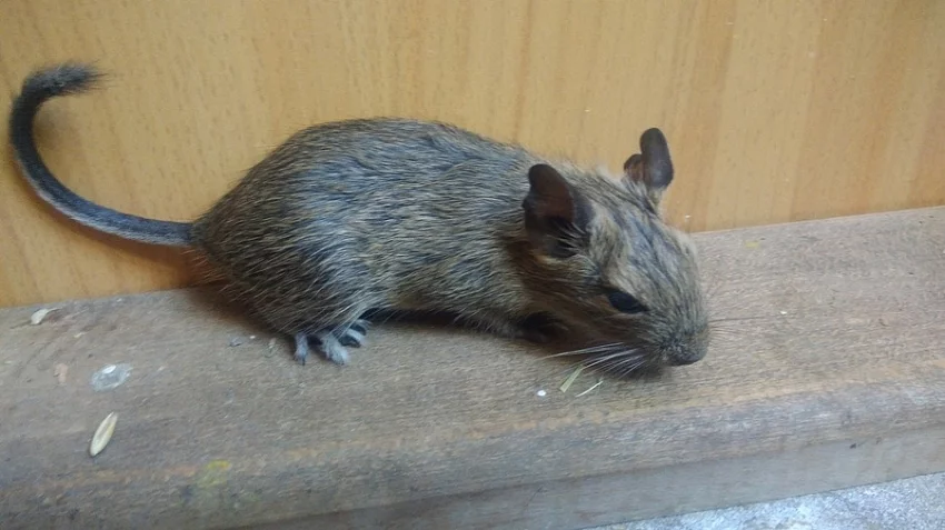 Osmák degu prodám
