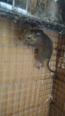 Osmák degu  prodám
