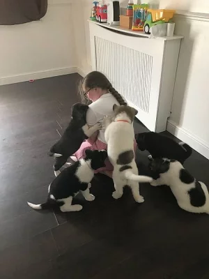Štěňátka Shiba Inu s PP