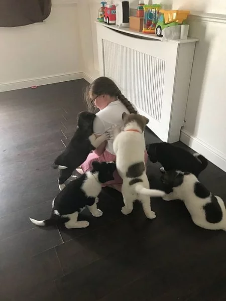 Štěňátka Shiba Inu s PP