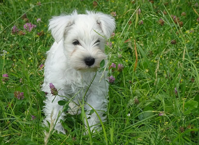 Knírač malý bílý