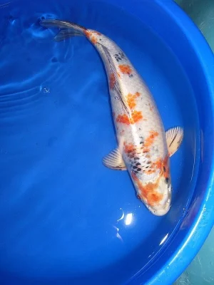 EURO koi kapři