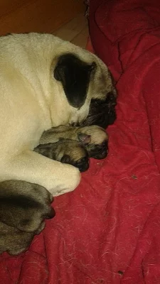 Mops