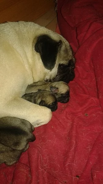 Mops