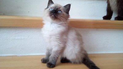 Ragdoll bez PP