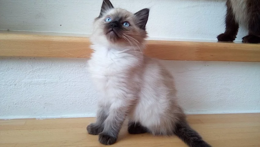 Ragdoll bez PP