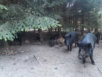 Selátka, prasátka, bachyně, divočáci