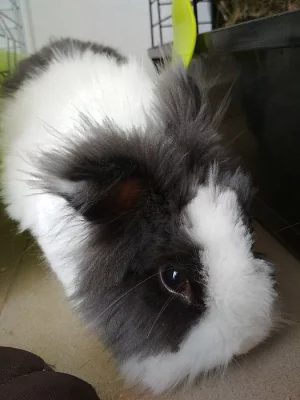 Daruji samičku teddy králíka