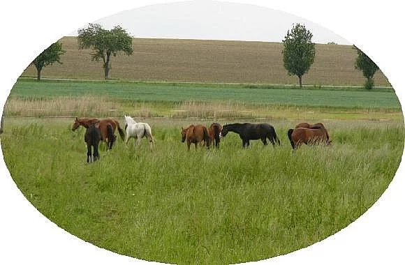 Nabízím ustájení v rodinné stáji v Myštěvsi.
