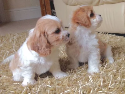 Cavalier King Charles štěňata