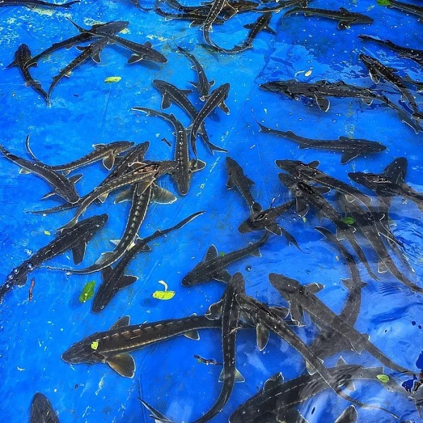 Jeseteři 40-60 cm za BEZKONKURENČNÍ cenu - VÝPRODEJ