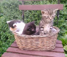 Daruju koťátka pro radost