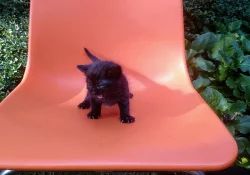 Daruju koťátka pro radost