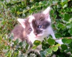 Daruju koťátka pro radost