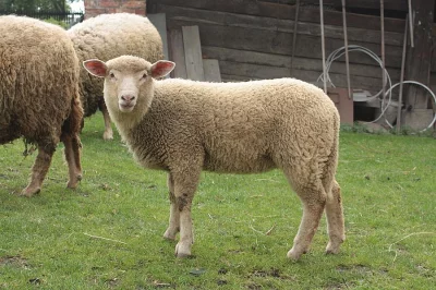 Jehně Merinolandschaf