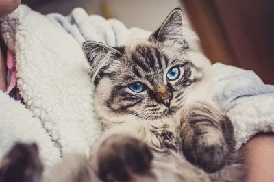 Ragdoll koťátka s PP odběr červenec 2018.