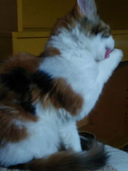krásné koťátko mainské mývalí s PP-úžasná kočinka