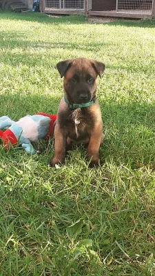 BO Malinois - Štěňata s PP