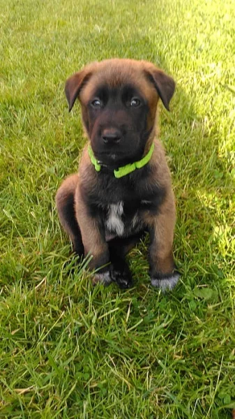 BO Malinois - Štěňata s PP