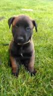 BO Malinois - Štěňata s PP