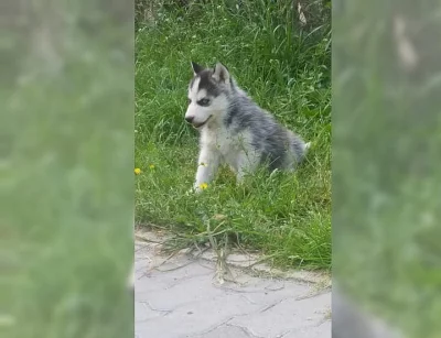 Sibiřský husky