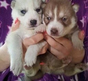 Sibiřský husky na prodej