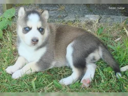 Prodej štěňat Sibiřský husky s PP