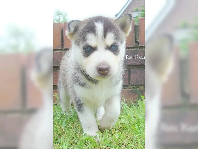 Prodej štěňat Sibiřský husky s PP