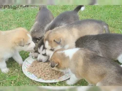 Prodej štěňat Sibiřský husky s PP