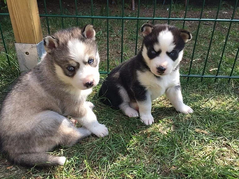 Sibiřský husky