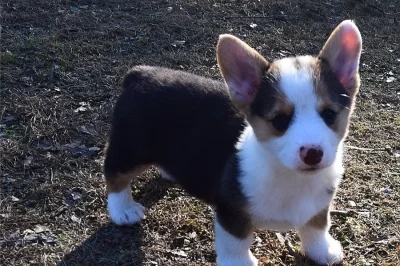 Pembroke Welsh Corgi štěňátka