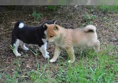 Štěňata Shiba-inu