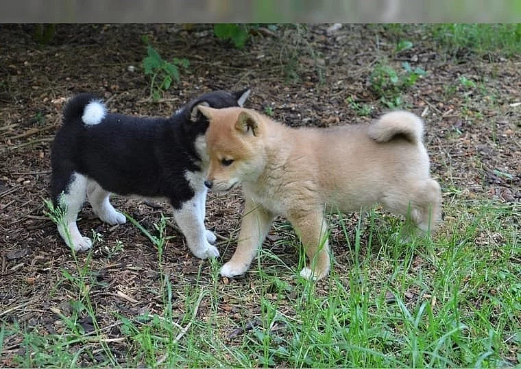 Štěňata Shiba-inu