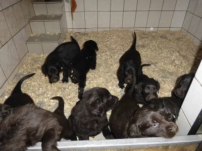 Flat Coated Retriever