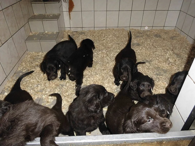 Flat Coated Retriever