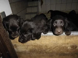 Flat Coated Retriever