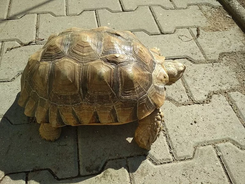 Geochelone sulcata