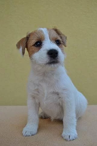 Parson russel terrier - štěňata s PP