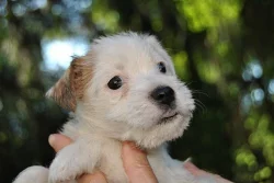 Parson russel terrier - štěňata s PP