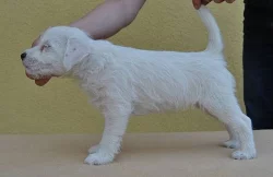 Parson russel terrier - štěňata s PP