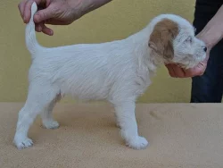 Parson russel terrier - štěňata s PP
