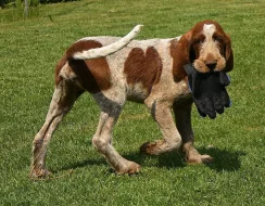 Italský spinone